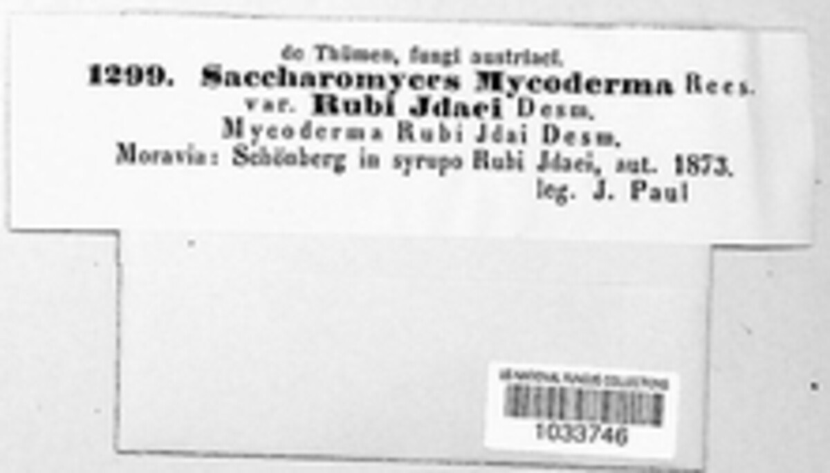 Saccharomycetaceae image